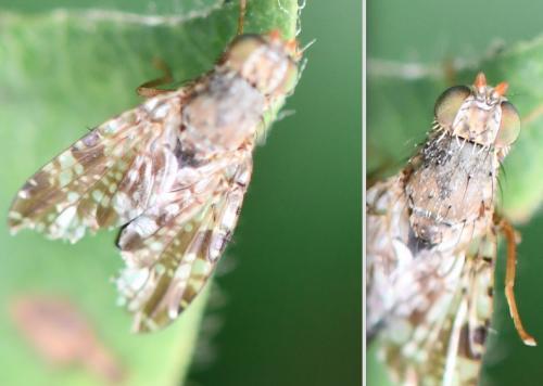 Réf. 284 453 : Tephritis sp.
